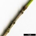 SpeciesSub: subsp. ambigum SpeciesSub: subsp. ambigum